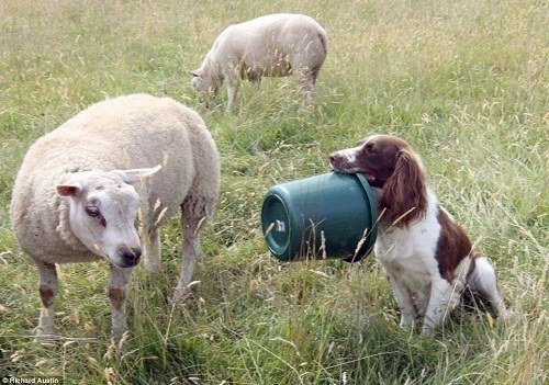 2、狗吃豬飼料有什么壞處？會發(fā)生什么？ 