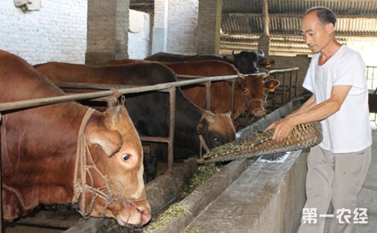 3、一公斤育肥牛西門塔爾日飼料成本是多少