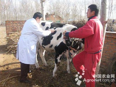 1、奶牛各階段飼料配方