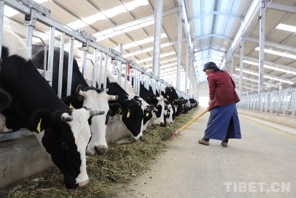 4、奶牛飼料品牌