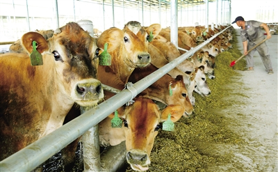 2、奶牛各階段飼料配方